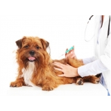 agendar consulta com veterinários Jardim Rio Pequeno