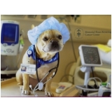 agendar consulta oftalmológica veterinária Cidade de Deus