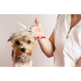 Banho e Tosa com Leva e Traz Banho e Tosa com Leva e Traz