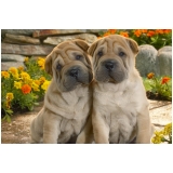 Banho e Tosa de Cachorro Banho e Tosa de Cachorro