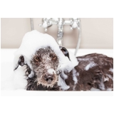 Banho e Tosa para Animais Domésticos Banho e Tosa para Animais Domésticos