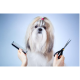 Banho e Tosa para Cachorro Banho e Tosa para Cachorro