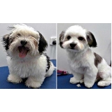 Banho e Tosa para Cães Pequenos Banho e Tosa para Cães Pequenos