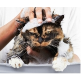 Banho e Tosa para Gatos Banho e Tosa para Gatos