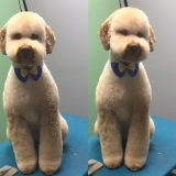 banho e tosa de cachorro preço São Pedro banho e tosa de cachorro preço São Pedro