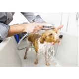 banho e tosa para animais domésticos Santa Maria banho e tosa para animais domésticos Santa Maria
