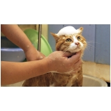 banho e tosa para gatos Raposo Tavares banho e tosa para gatos Raposo Tavares
