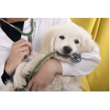 cirurgia de cachorro Jaguaribe cirurgia de cachorro Jaguaribe