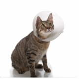 Castração de Gato Castração de Gato