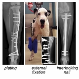 Cirurgia Ortopédica em Cães e Gatos Cirurgia Ortopédica em Cães e Gatos