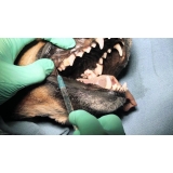 Limpeza de Tártaro em Cães Idosos Limpeza de Tártaro em Cães Idosos