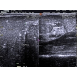 clínica de ultrassom em animais Padroeira II clínica de ultrassom em animais Padroeira II