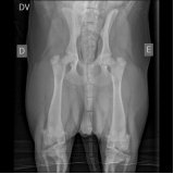 clínica para consulta veterinária domiciliar Conceição