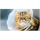 clínica para consulta veterinária felina Bela Vista