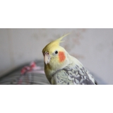 clínica veterinária animais silvestres melhor preço Vila Yara clínica veterinária animais silvestres melhor preço Vila Yara