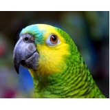 clínica veterinária animais silvestres Jardim Roberto clínica veterinária animais silvestres Jardim Roberto
