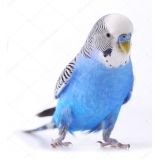 Clínica Veterinária Animais Silvestres