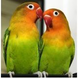 Clínica Veterinária para Aves