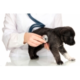consulta veterinária domiciliar Jardim Nelly