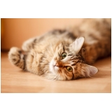 consulta veterinária felina agendamento Jardim do Lago