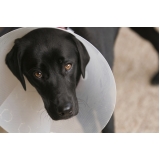 Consulta Veterinária a Domicilio