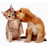 Consulta Veterinária Felina