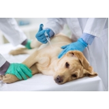 endereço de clínica popular veterinária Bandeiras