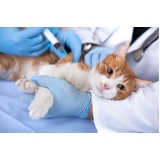 endereço de hospital popular de medicina veterinária City Bussocaba