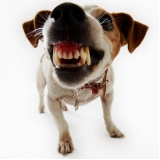 endereço de veterinário para cães Umuarama