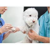 Exame de Sangue em Cães Exame de Sangue em Cães