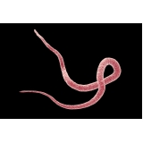 Exame Parasitológico Veterinário Exame Parasitológico Veterinário