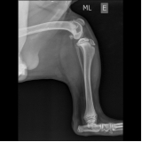 Raio X em Animais Raio X em Animais