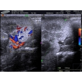 Ultrassom em Animais Ultrassom em Animais