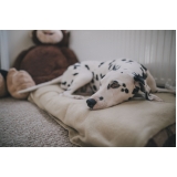 hospital veterinário ortopedista Santa Fé hospital veterinário ortopedista Santa Fé