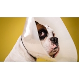 onde achar centro veterinário popular Umuarama