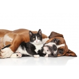 onde acho laboratório veterinário de diagnóstico Raposo Tavares onde acho laboratório veterinário de diagnóstico Raposo Tavares