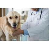 onde encontrar veterinário cardiologista Jardim Dinorah