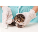 onde encontrar veterinário dermatologista Bandeiras