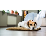 onde encontrar veterinário oncologista Vila Polopoli