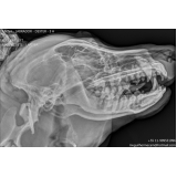 onde encontrar veterinário ortopedista Jardim D'Abril