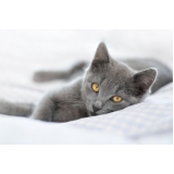 onde fazer castração de gato Vila Osasco onde fazer castração de gato Vila Osasco