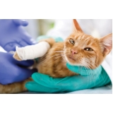 onde fazer cirurgia ortopédica veterinária km 18 onde fazer cirurgia ortopédica veterinária km 18