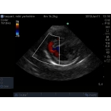 onde fazer ecocardiograma veterinário Pestana onde fazer ecocardiograma veterinário Pestana