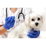 onde tem clínica veterinária para animais domésticos Jardim D'Abril onde tem clínica veterinária para animais domésticos Jardim D'Abril