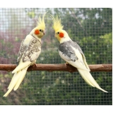 onde tem clínica veterinária para aves São Pedro onde tem clínica veterinária para aves São Pedro