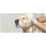 pet shop para banho e tosa com leva e traz Santa Fé pet shop para banho e tosa com leva e traz Santa Fé