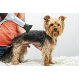 preço de banho e tosa para animais domésticos Bela Vista preço de banho e tosa para animais domésticos Bela Vista