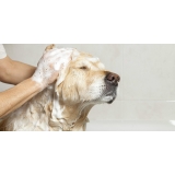preço de banho e tosa para cachorro São Pedro preço de banho e tosa para cachorro São Pedro