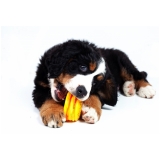 procuro por veterinário cardiologista Conceição