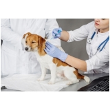procuro por veterinário neurologista Santo Antônio